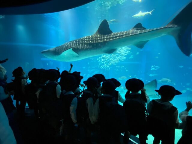 年長組さんの遠足は水族館！！