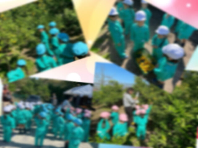 みかん狩り🍊（保護者の方へ）